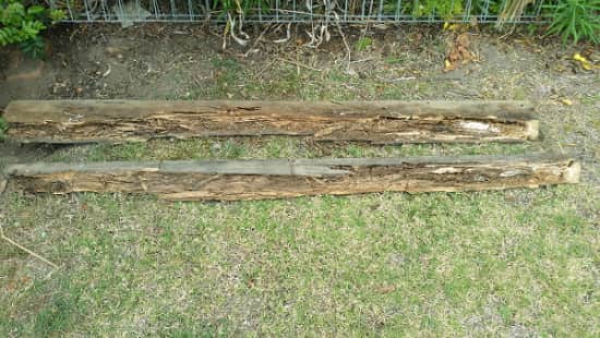 Termite damage on treated pine wood.