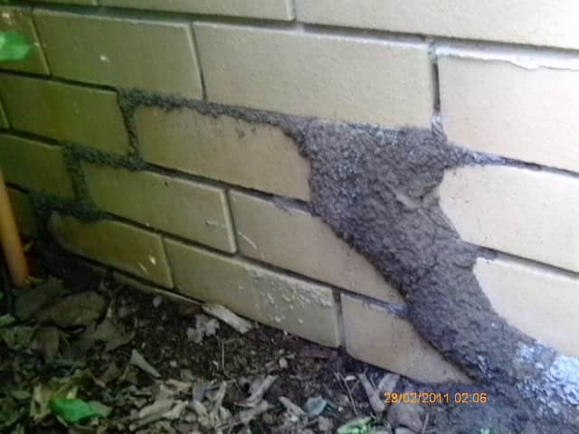 Large termite mud tunnel on a brick wall.