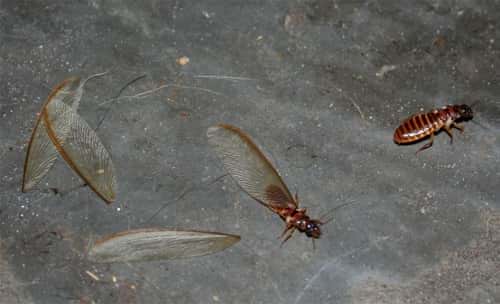 Wings from flying termites.
