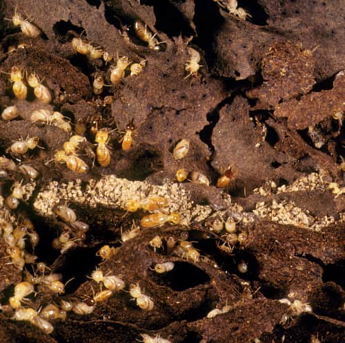Termite Treatment - Beenleigh